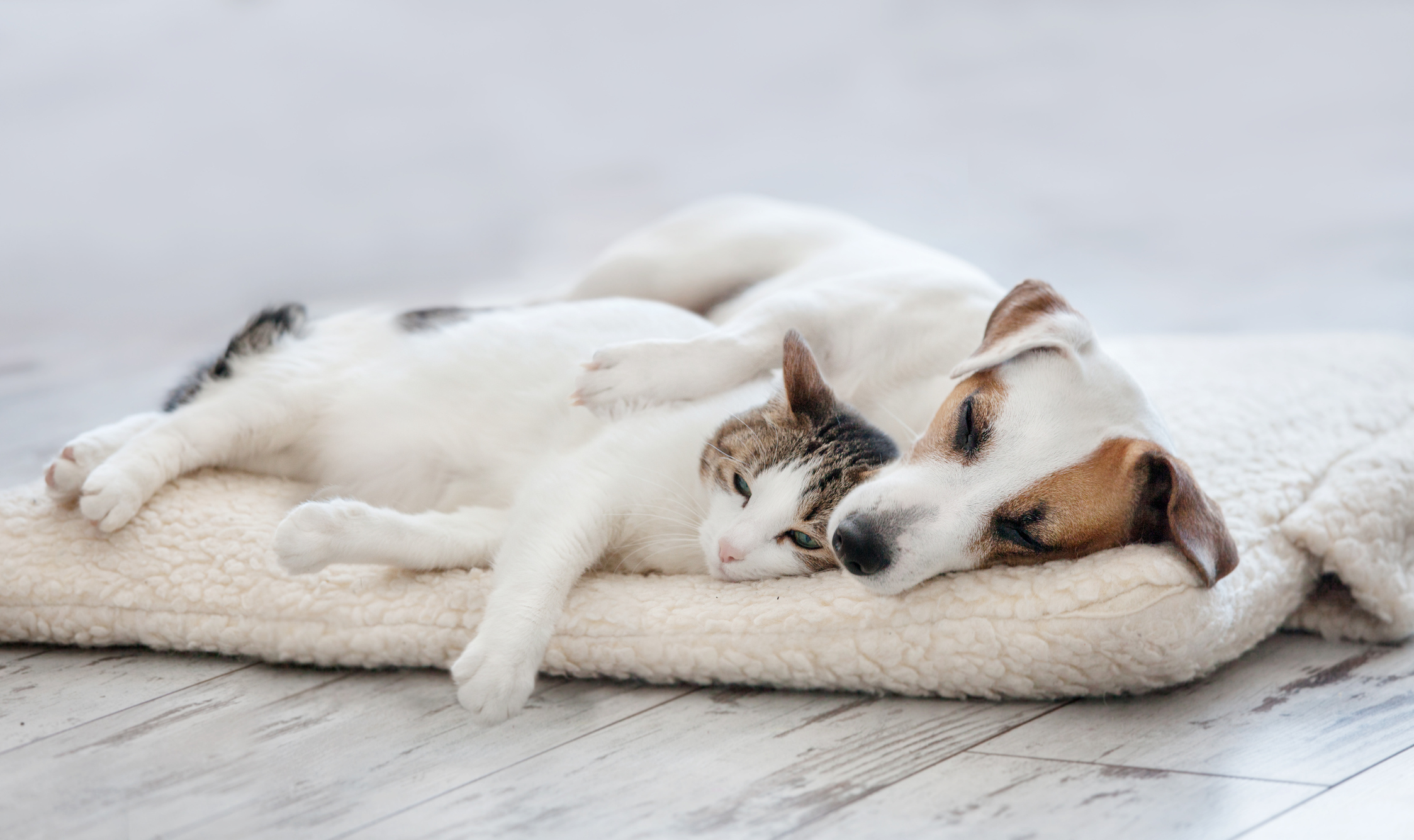 Cat and Dog Laying Down high quality