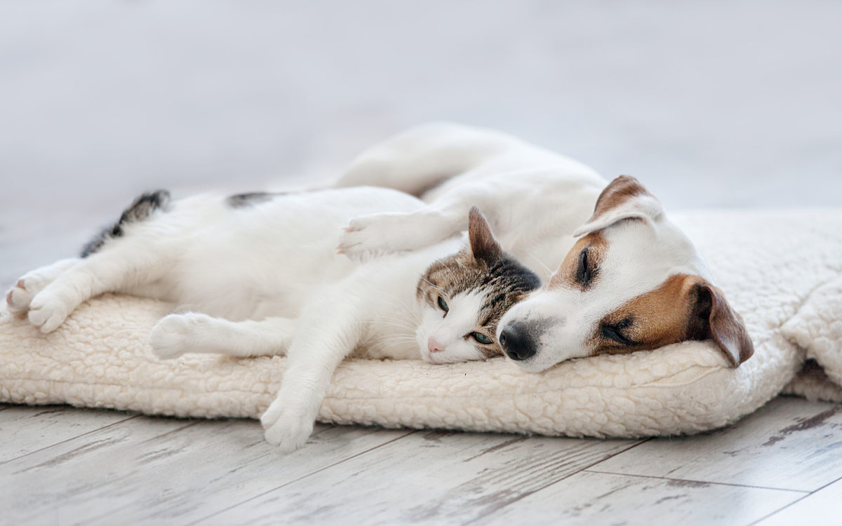 Cat and Dog Laying Down high quality