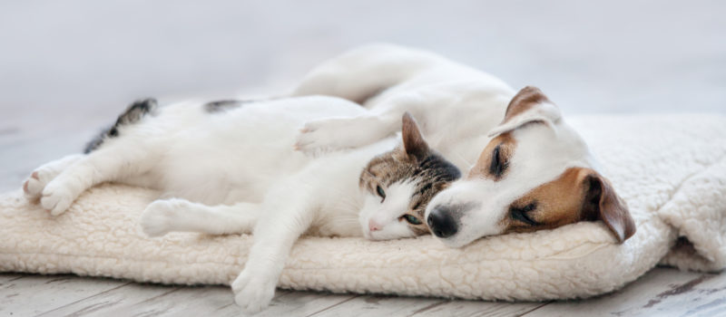 Cat and Dog Laying Down high quality