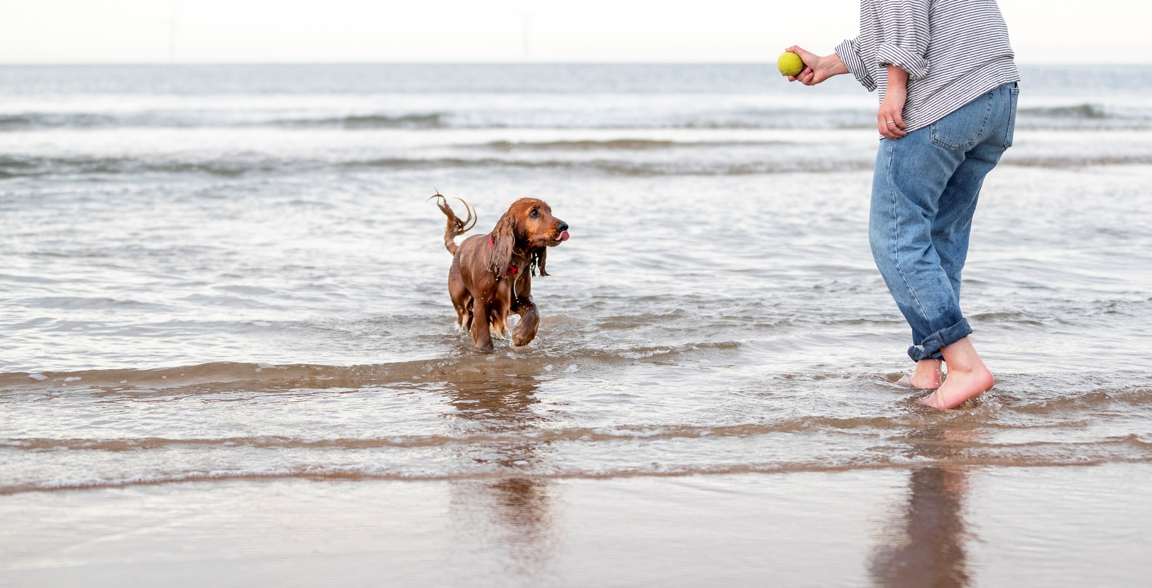 Dog at Beach high quality