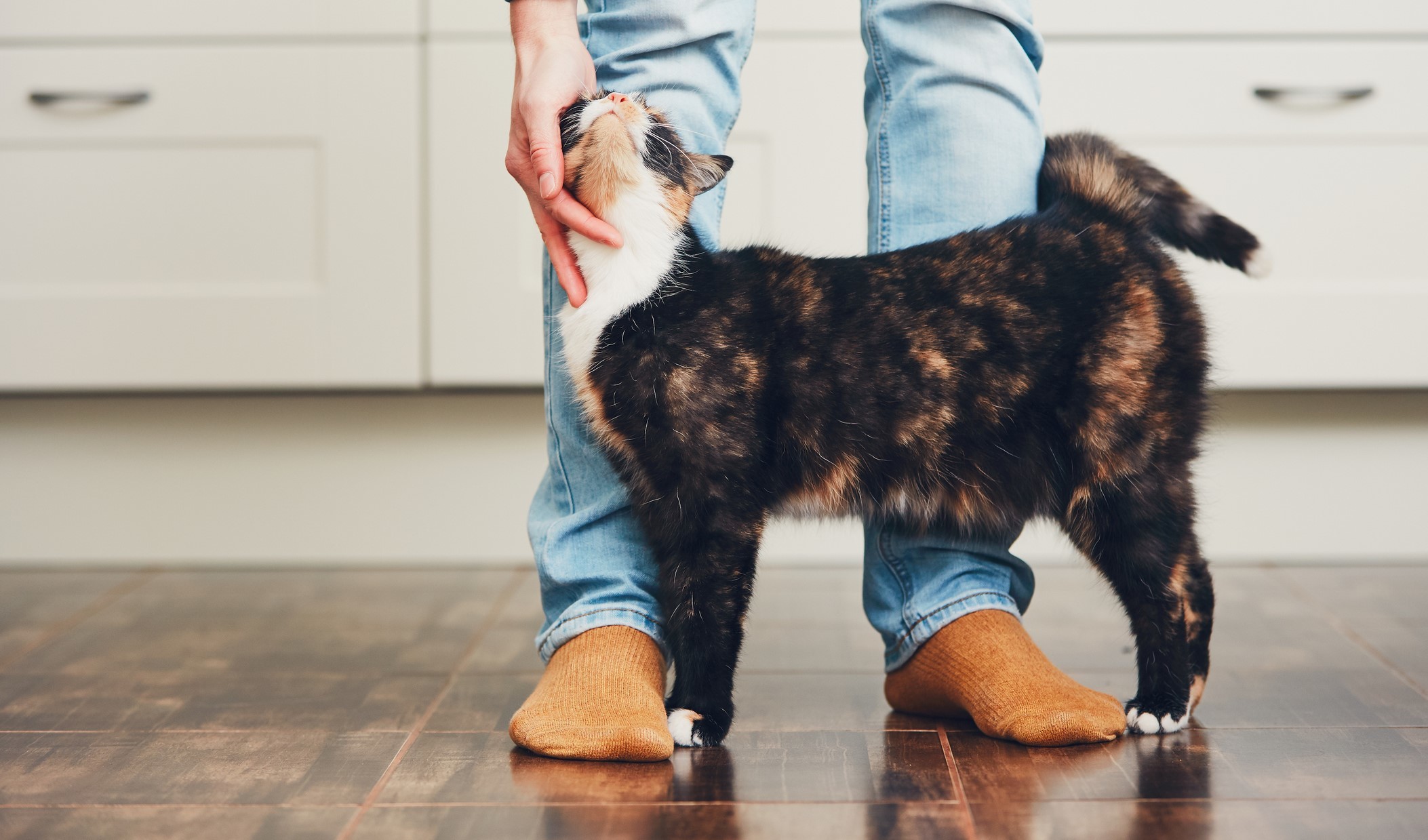 Man Petting Cat high quality