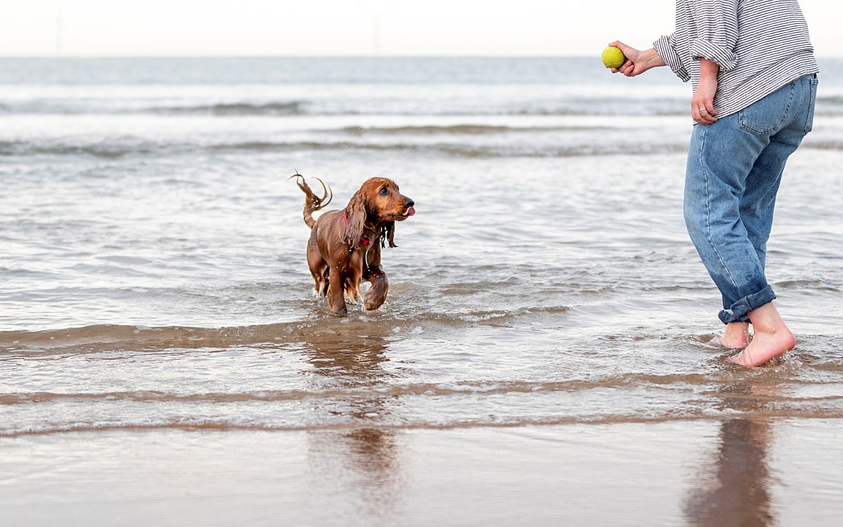 Dog at Beach high quality