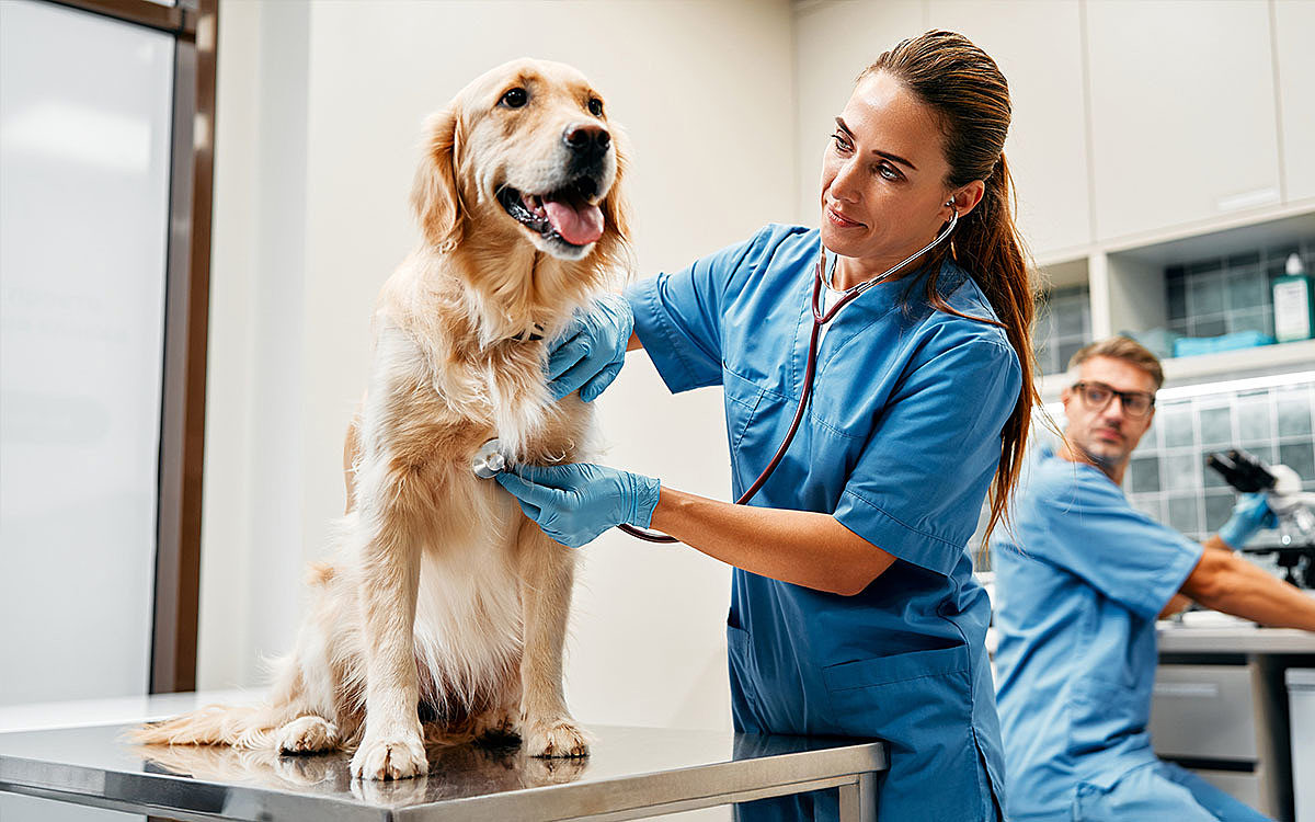 Dog on vet table