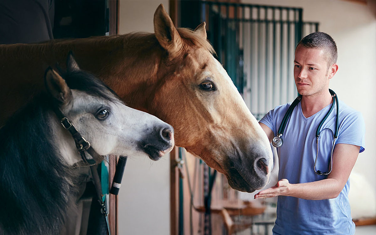 Man with horse v3