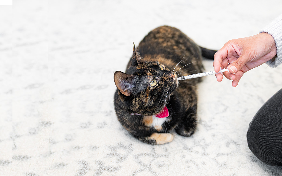 Cat header oral