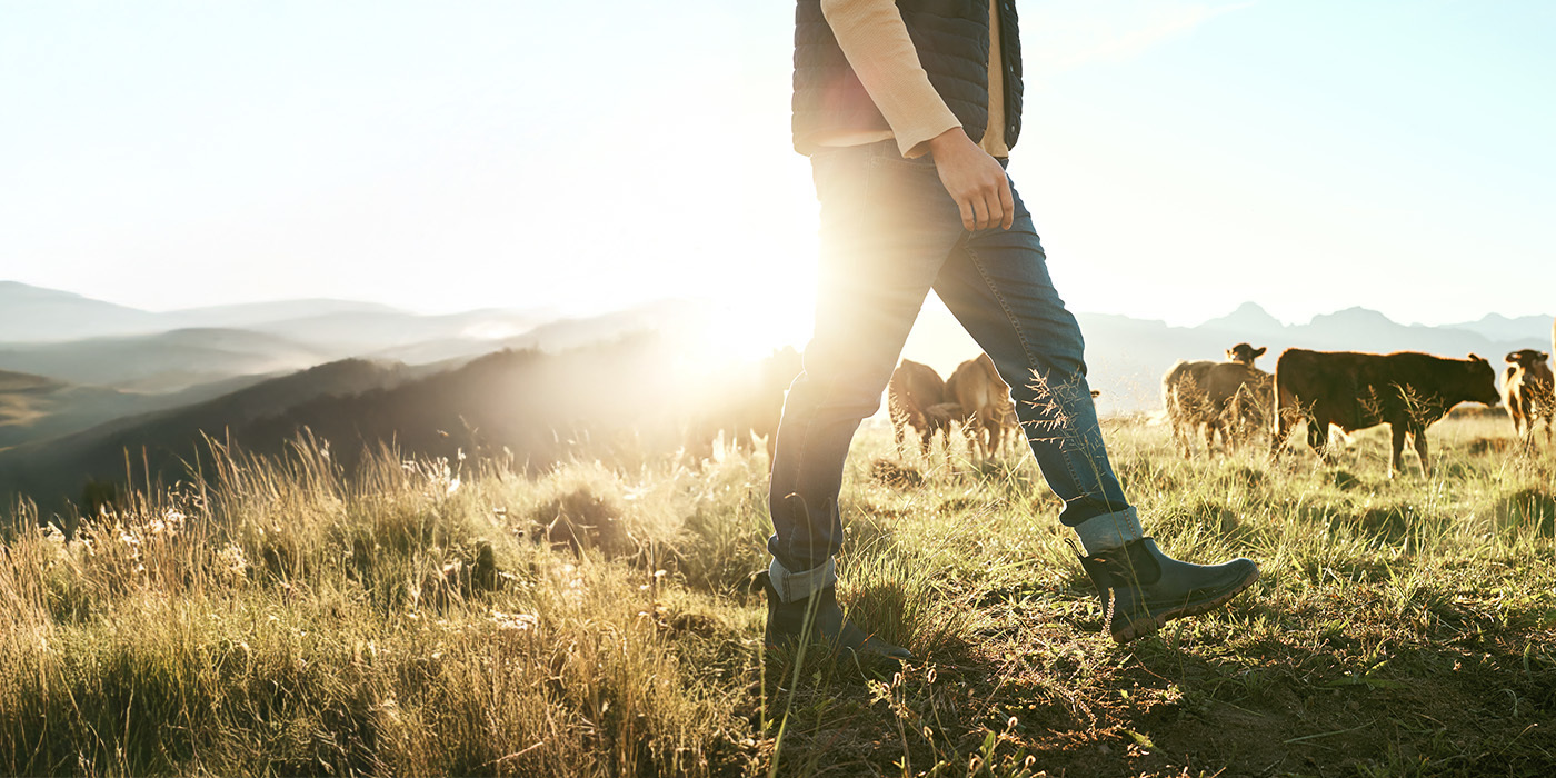 Person walking cows