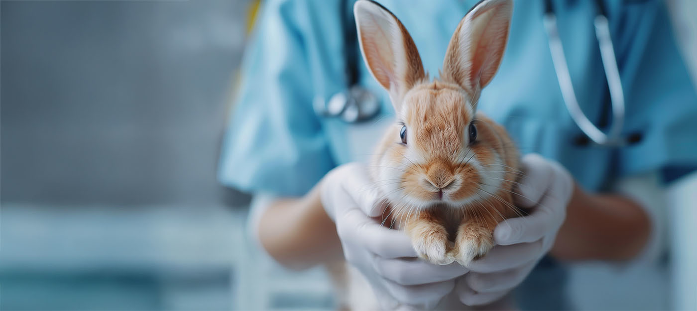 Vet holding rabbit
