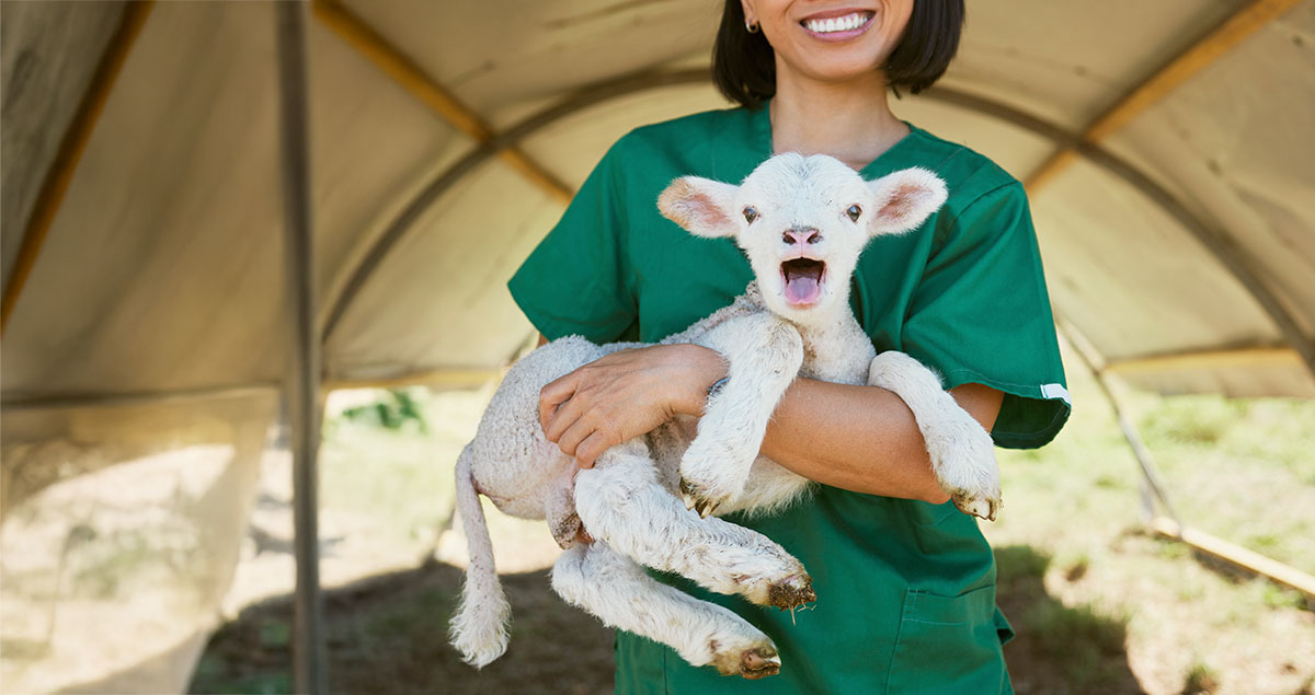 Woman with sheep
