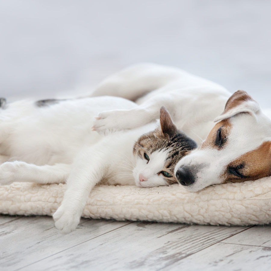 Cat and Dog Laying Down high quality