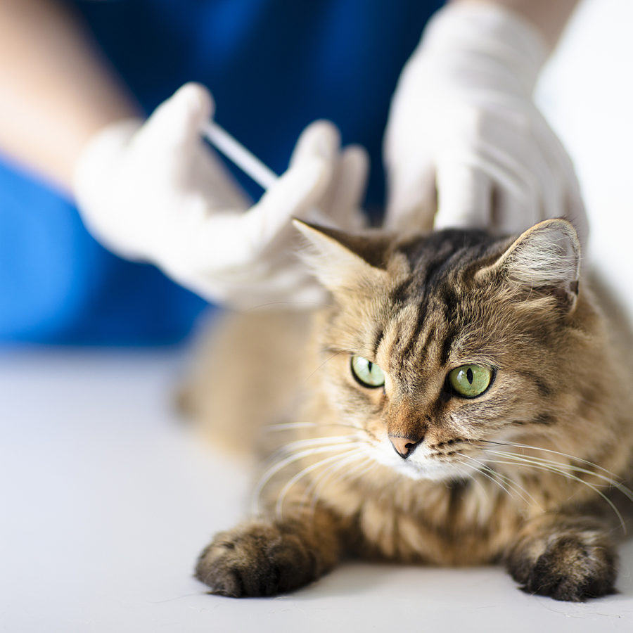 Cat at Vet with Syringe