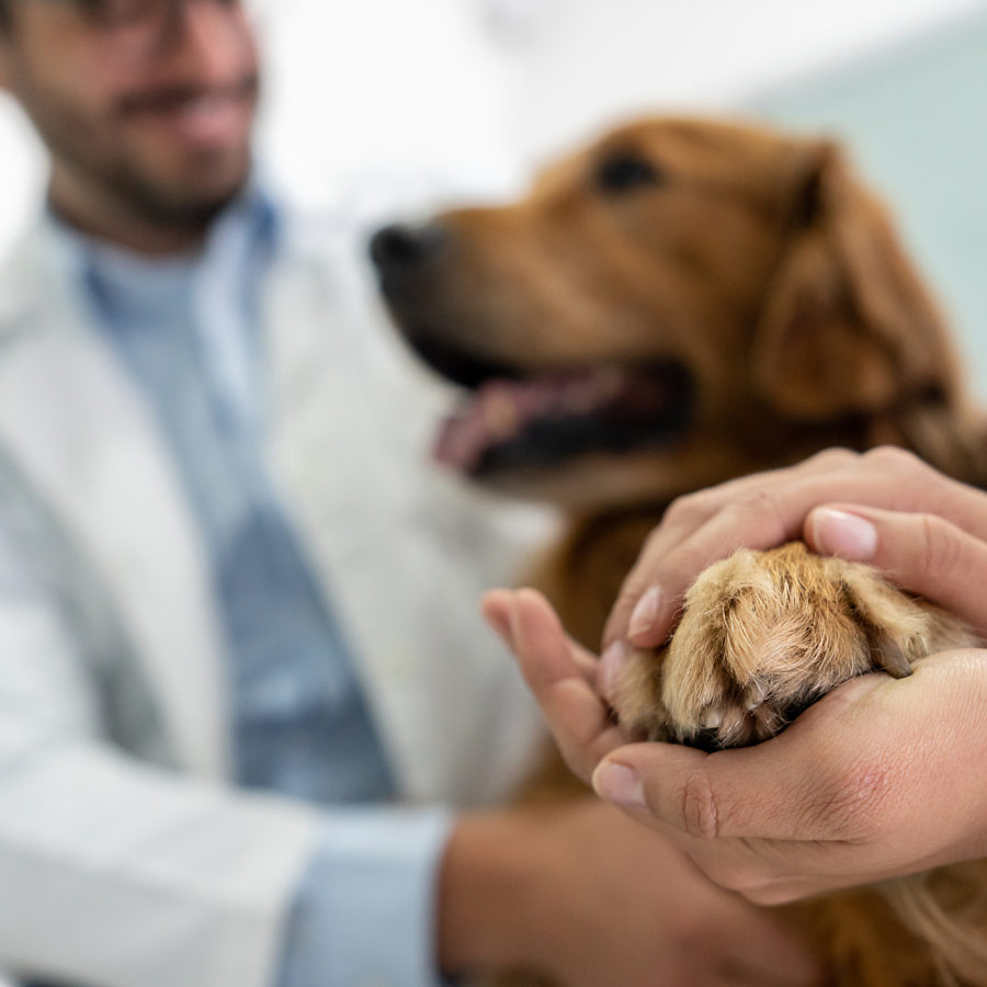 Dog at Vet high quality