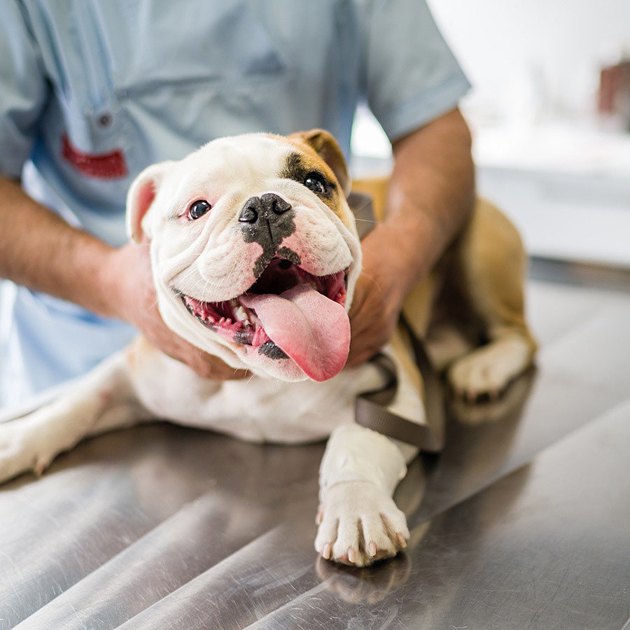 Vet with dog
